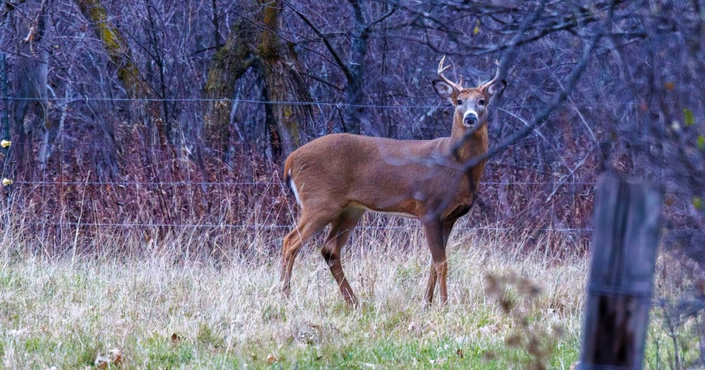 A white-tailed buck stands alert in tall grass beside a wire fence at the edge of bare woods in low evening light.