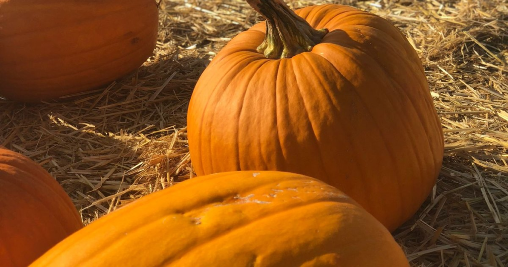 Large orange pumpkins resting on a bed of straw in a sunlit pumpkin patch on an autumn afternoon.